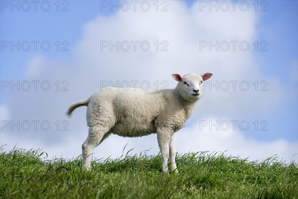 Texel sheep lamb