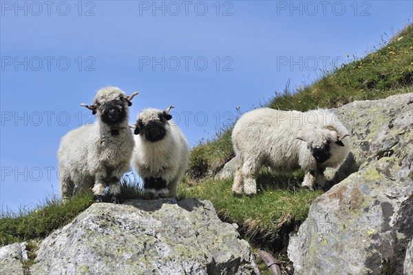 Valais Blacknose