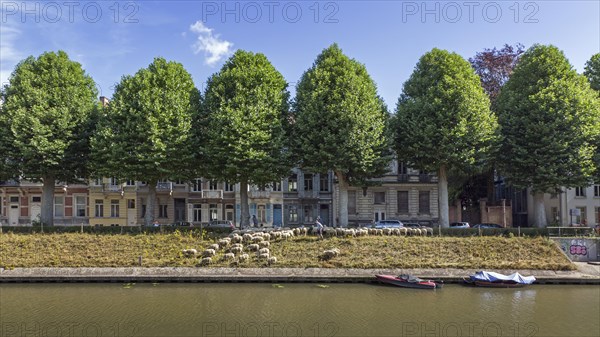 Shepherd herding flock of sheep along steep canal bank in summer in the city Ghent