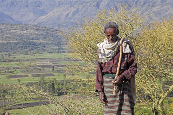 Old black herdsman herding cattle in the mountains