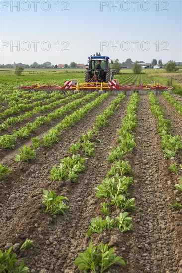 Tractor pulling spring tine weed harrow