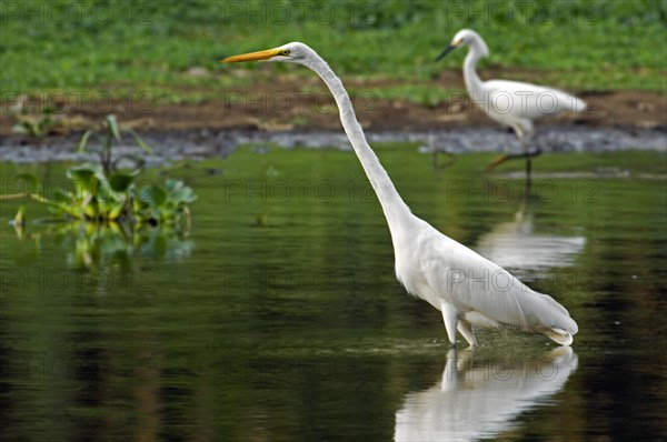 Great egret