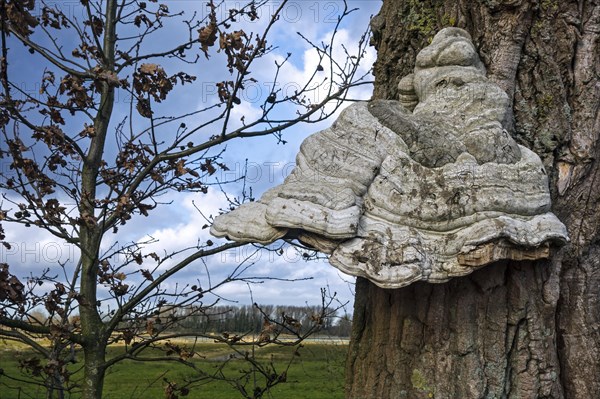 Tinder bracket fungus