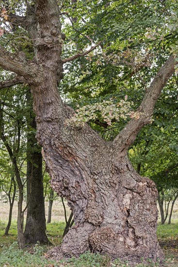 Centuries old English oak
