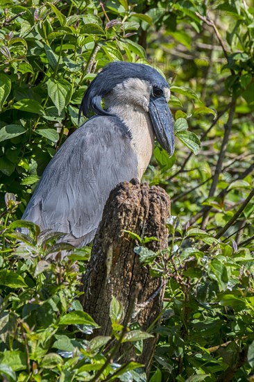 Boat-billed heron