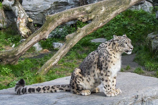 Snow leopard