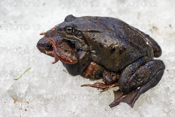 European common brown frogs