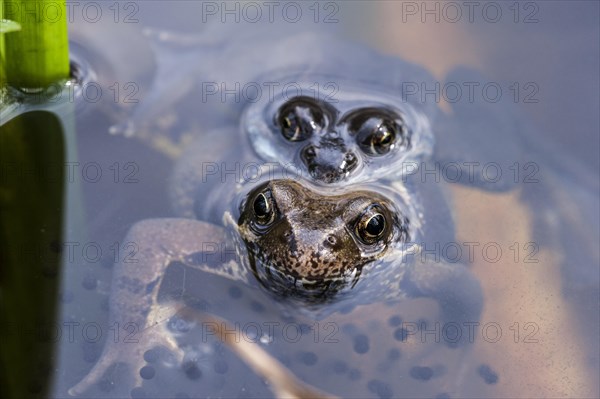 European common brown frogs