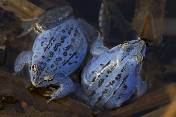 Two Moor Frogs