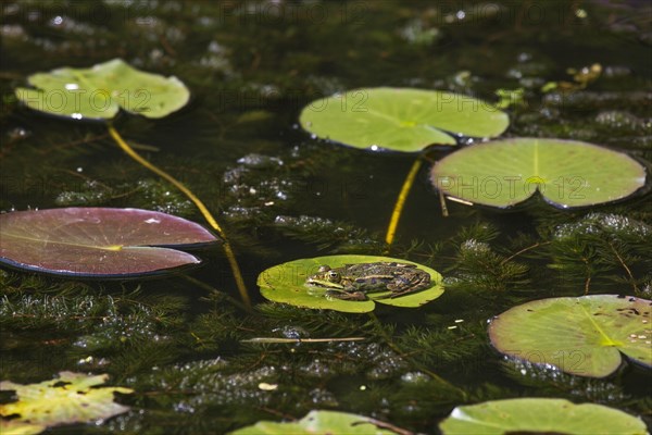 Edible frog