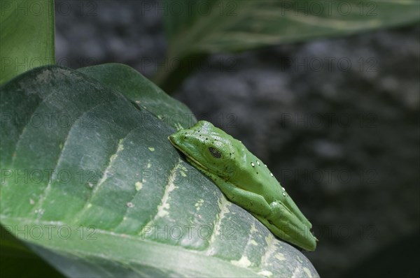 Gliding tree frog