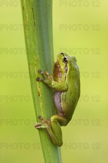 European tree frog