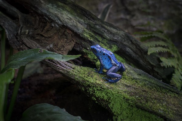 Blue poison dart frog