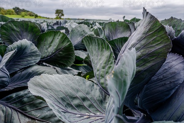 Filder-Rotkohl. Red Cabbage on the field in a suburbian of Stuttgart Baden-Wuerttemberg