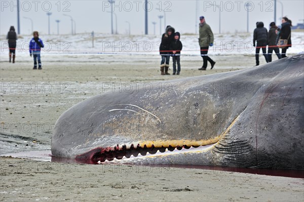 Stranded sperm whale