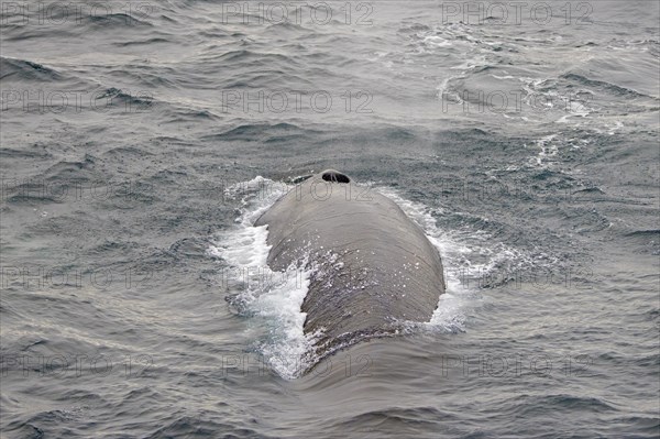 Fin whale