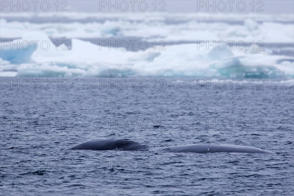 Bowhead whale