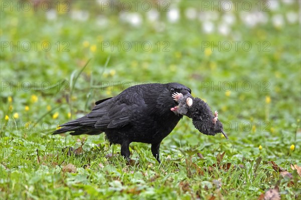 Carrion crow