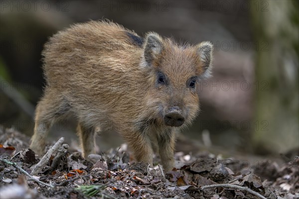 Wild boar