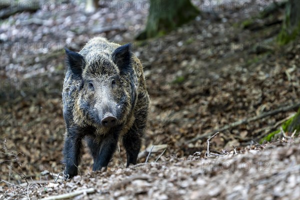 Wild boar