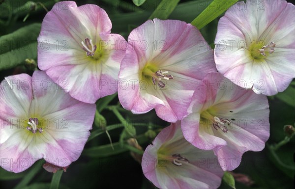 Sea bindweed