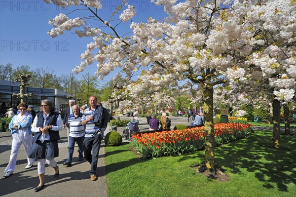 Tourists walking along colourful tulips and Japanese cherry