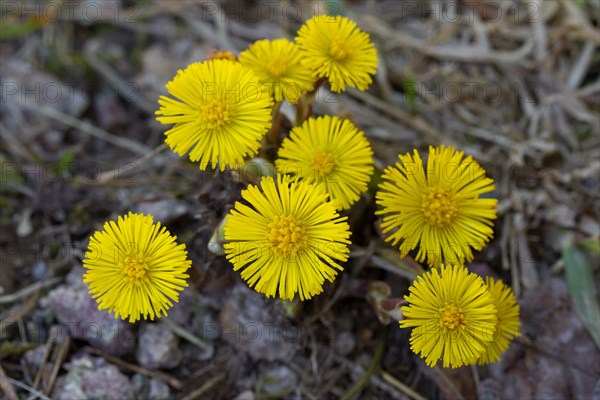 Coltsfoot