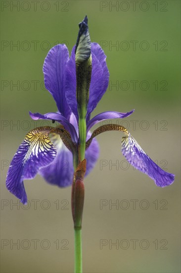 Siberian Iris