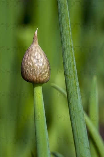 Welsh onion