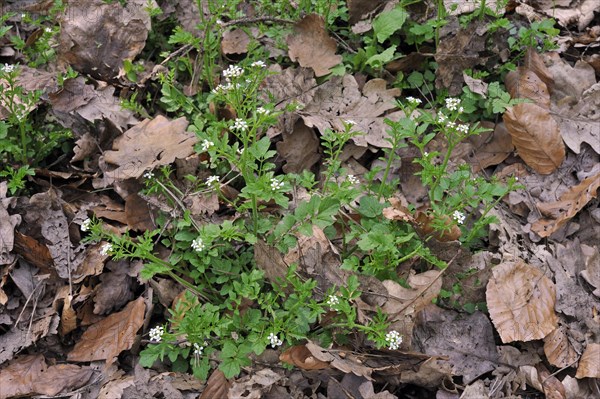 Wood Bittercress