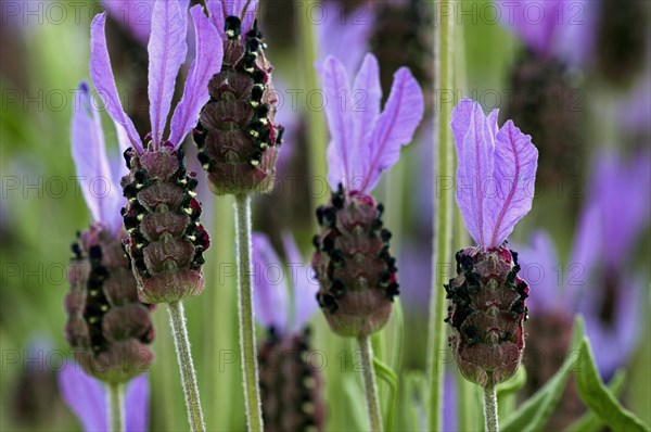 French lavender