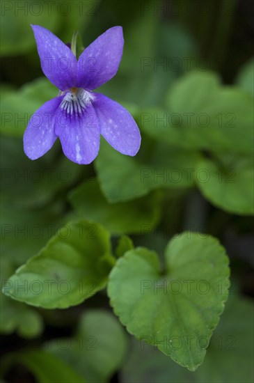 Wood violet