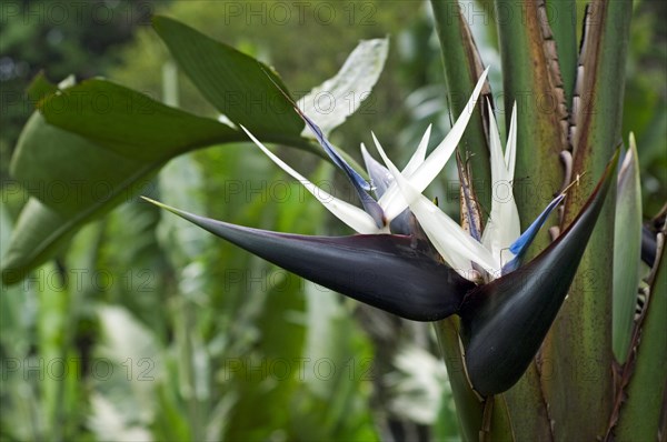 Giant white bird of paradise