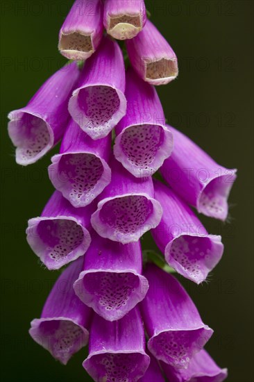 Common foxglove