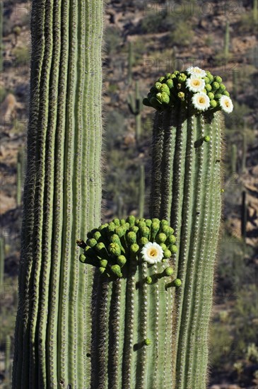 Saguaro