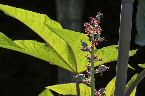 Female flowers of castorbean