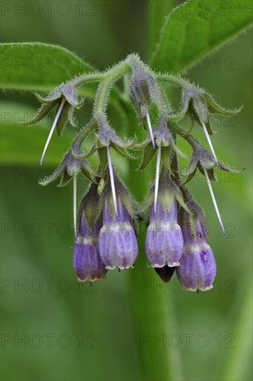 Common comfrey