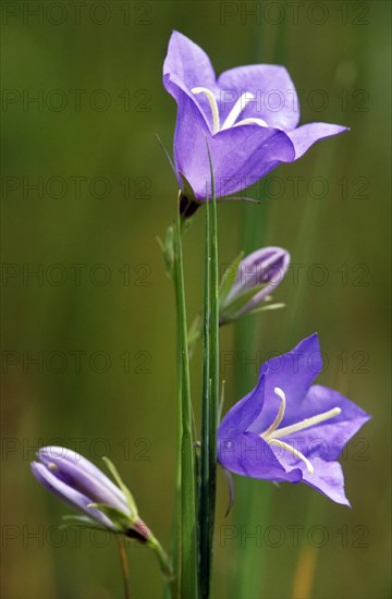 Peach leaved bellflower