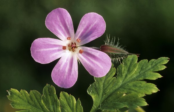 Herb robert