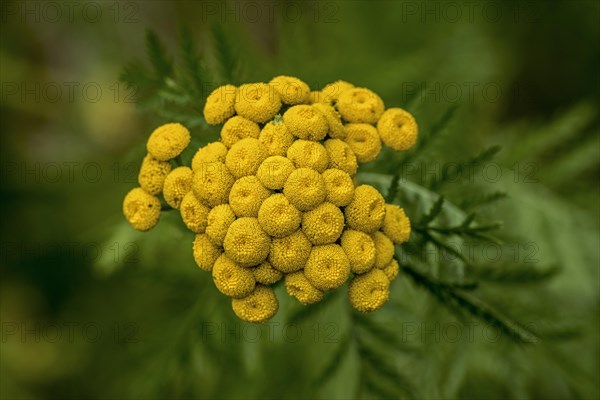 Common tansy