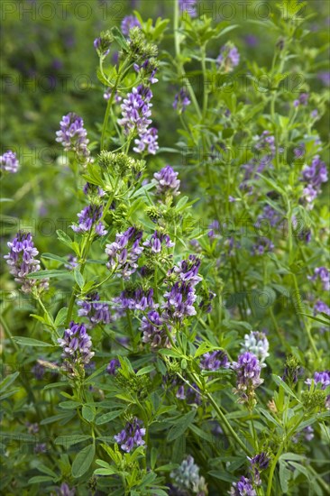 Field with alfalfa