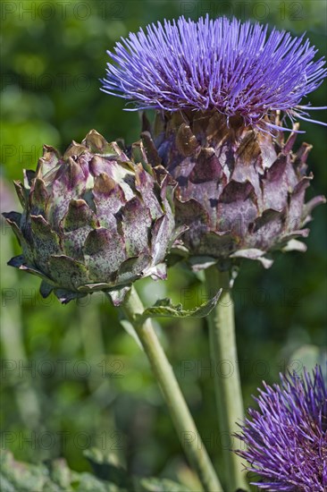 Cardoon