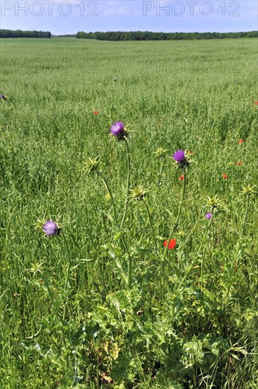 Blessed milk thistle