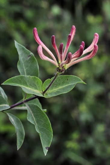 Common Honeysuckle