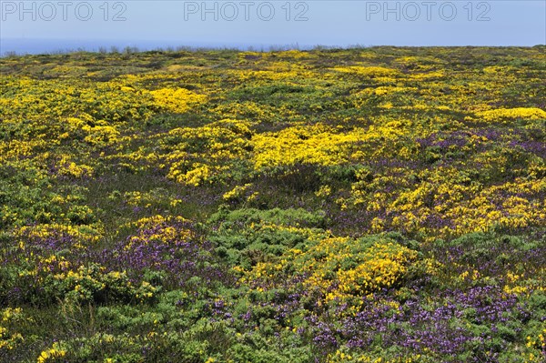 Flowering heather and gorse on top of cliff at the Pointe du Raz at Plogoff