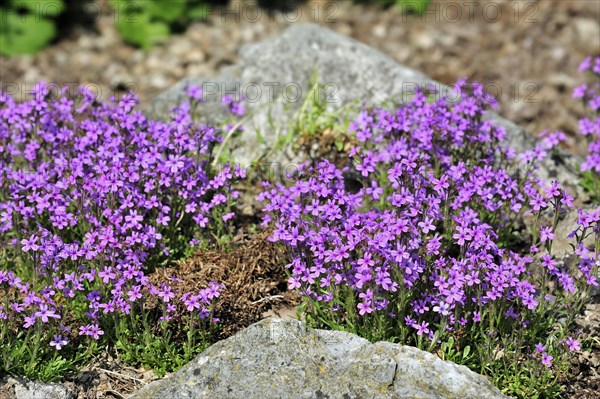 Fairy Foxglove