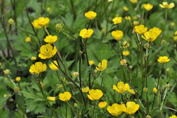 Meadow buttercup