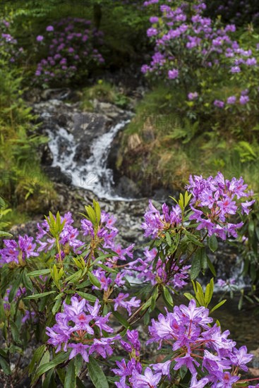 Common rhododendron