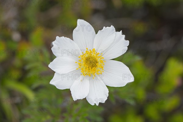 Alpine pasqueflower