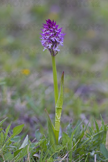 Three-toothed orchid